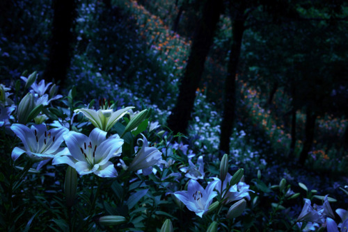 90377 - may night sky and lily garden by yosuke