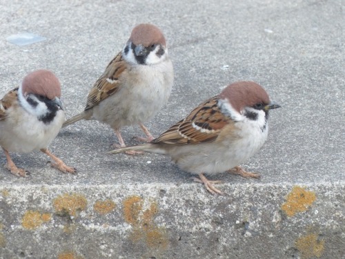 town-sparrow:スズメ　Eurasian tree sparrowTown Sparrow ～ 街のすずめ　ArchiveTown Birds ～ 街の鳥  Archive