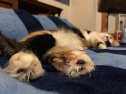 purrrcrastination: precious beans