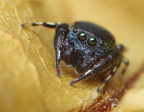 bugkeeping:Iridescent Leaf-beetle Jumping Spider, Sassacus cyaneusone of the cutest jumping spider s