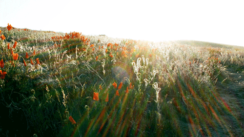 leahberman: poppy daze antelope valley poppy reserve, california instagram
