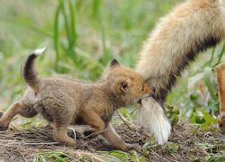 cuteanimalspics:  Fox attack