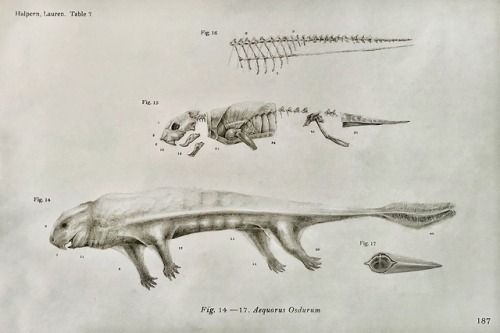 wholeandparts:
“ Aequorus Osdurum, the only deep-sea dwelling reptile known to man
Found around underwater volcanoes, feasting upon the local tube worms
”