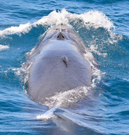 Pretty Amazing Day with a Bryde’s Whale Calf! To read this story (and more!), follow the link 