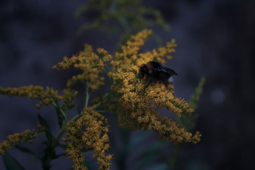 Late bumblebee, 2016/10/09tumblr | Instagram | Etsy Shop