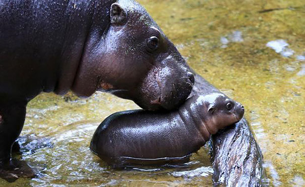sixpenceee:  Meet Obi, a three-week-old pygmy hippopotamus that just learned how