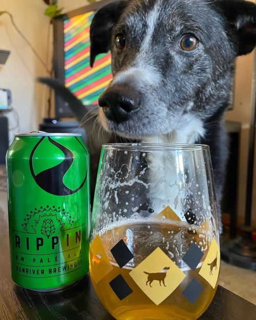 Best in Show! It may have been Winston the French bulldog @nationaldogshow but here it’s Jerome and @sunriverbrewing Rippin NW Pale Ale #dogthanking #beerthanking (at Montavilla)
https://www.instagram.com/p/ClXFP9xvZ_I/?igshid=NGJjMDIxMWI=