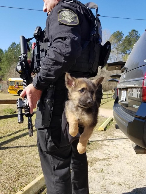 awwcutepets: Assault with a friendly weapon