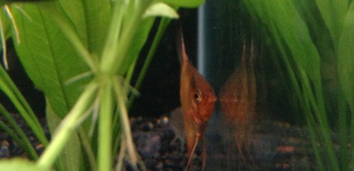 Another one of yesterday&rsquo;s purchases, a beautiful baby red devil angelfish, quite rare I belie