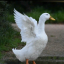 hoangduckvideo