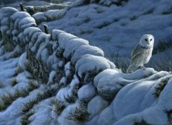 pagewoman:  Barn Owl   by Jeremy Paul 