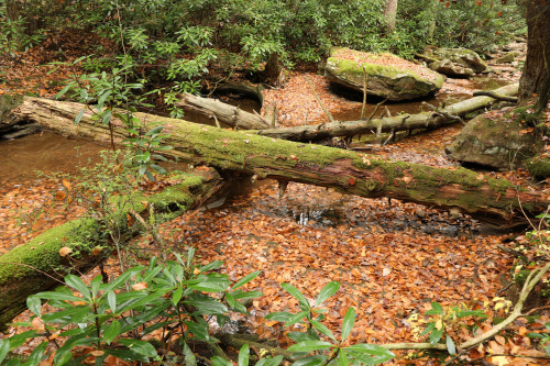 vandaliatraveler:Late October scenes from the virgin hemlock forest along Little Laurel Run. An exte