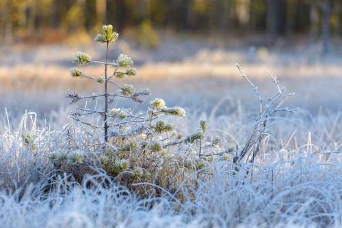 sjobergtommy:frost after a cold nightEfter en kall natt har det bildats frost på myren