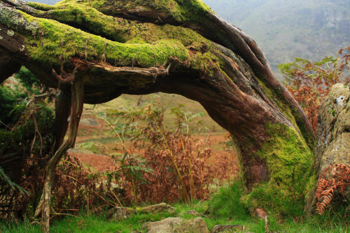 enchantedtearz:Untitled by scotto