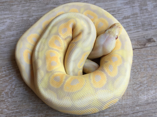 Albino Candy Cinnamon Pastel Aka Pewter CandinoProduced by Ute Rabe