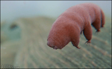 rawrcharlierawr:  tres-apples:  The hell is this?  IT’S A MUTHAFUKKIN TARDIGRADEEEE