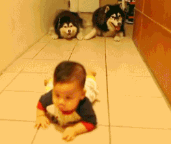 thebabyanimals:  baby animals? :)