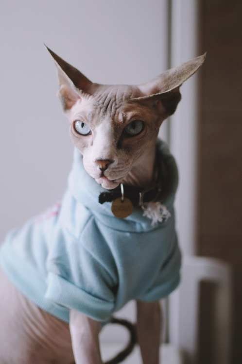 sphynx cat