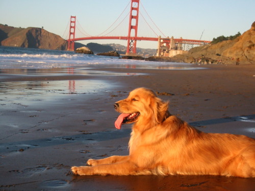 nomichprepster:  summer-biscuits-and-running:  what a ruff winter in the golden state   gimme gimme