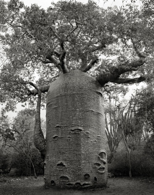 universal3love:maxitendance:  The Most Spectacular Living Monuments of the Earth photographed by Beth Moon    Just magnificent!