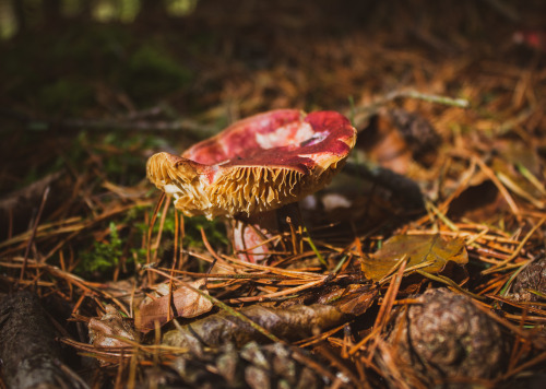 Mushrooms! I’m more active on instagram: www.instagram.com/oliver.photographic/