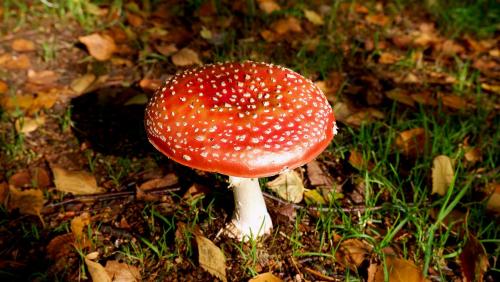 Mushroom - Amanita Muscaria.