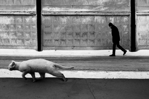 Evgeniya Gor (Kazakh, based Astana, Kazakhstan) - She photographs the homeless cats of Kazakhstan, P