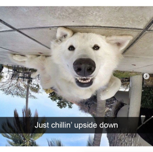 burichu: babyanimalgifs: Dog snaps @skookumthesamoyed !!! It mee!!