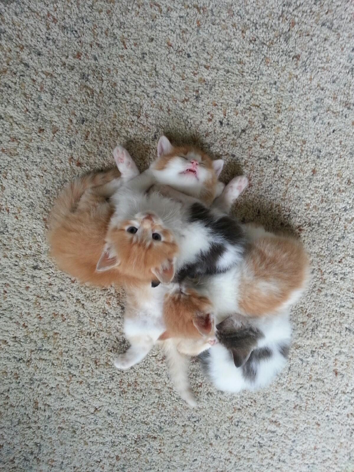 awwww-cute:  I heard snoring in the other room