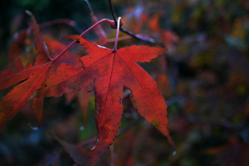 red leaves