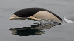 astronomy-to-zoology:   Southern Right Whale Dolphin (Lissodelphis peronii) is a small species of dolphin found in cold subantarctic waters, as its name suggests, but some can be found in some subtropical waters like in Australia, South Africa and South