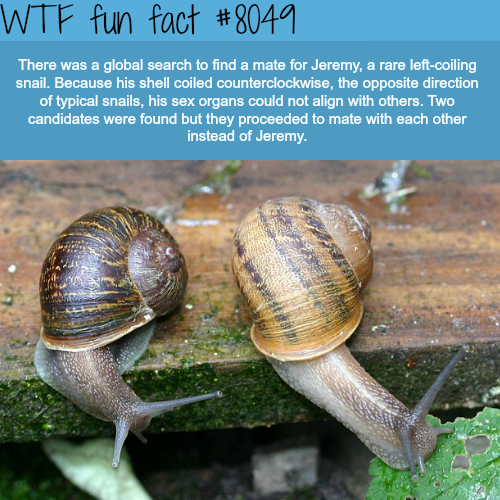 wtf-fun-factss: Snail gets friend-zoned - WTF fun fact