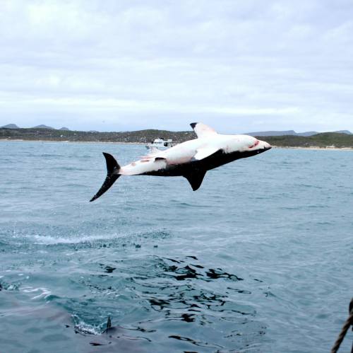 sharkhugger:… ok, now you’re just showing off…Photo via White Shark Projects by Tony Snyder