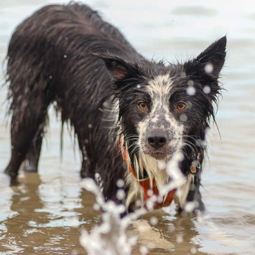 Happy hump day! Just keep swiming #dogsatplay #dogsofinstagram #bordercollie #collie #bordeecollieso