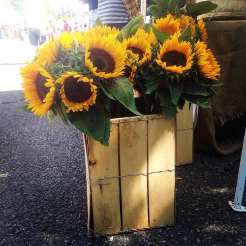 The King of flowers! #sunflower #vacay #feetup #sunisout #flowerstagram