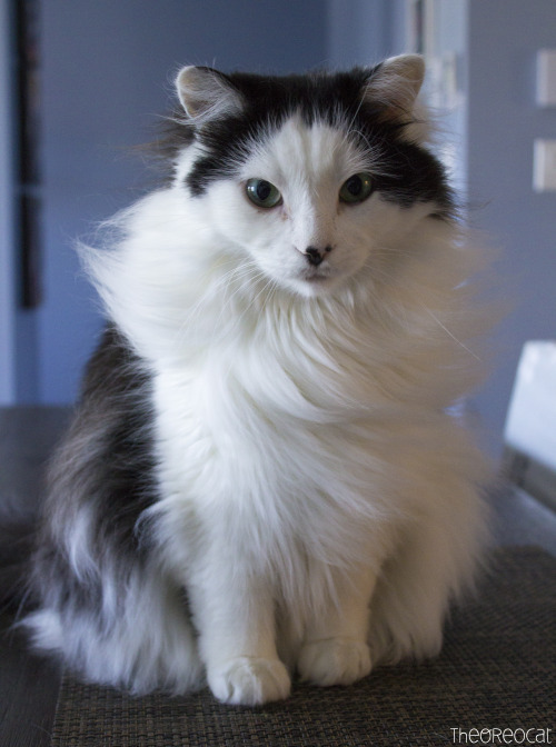 theoreocat:“Keep your friends close. Especially the ones who can cook.” ~ Oreo
