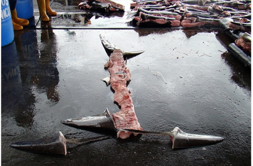 Ban  Shark  Finning…