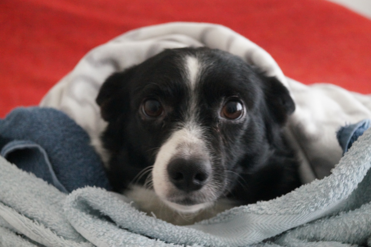 zeffwolf:  Willy (yes) was shivering, so we made him a small blanket fort. The Netherlands,