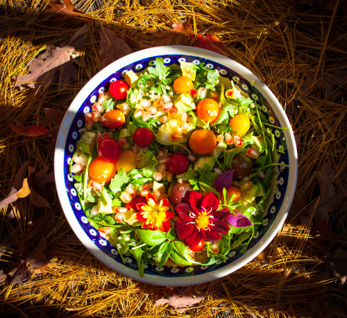 Olenko’s Happy Thanksgiving Harvest Salad 1 cup cooked organic sprouted quinoa 1 organic avocado  1 