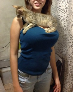 titsgaloreblog:  a cat rest