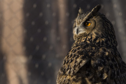 owlsday:  Eurasian Eagle Owl by Nykalaus