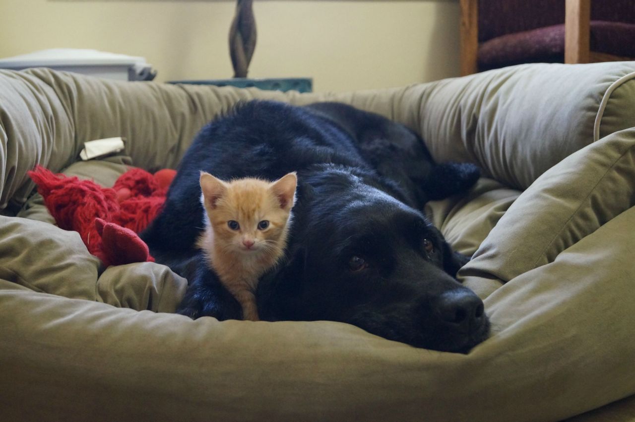 awwww-cute:  Besties (Source: http://ift.tt/1g2d5oe)