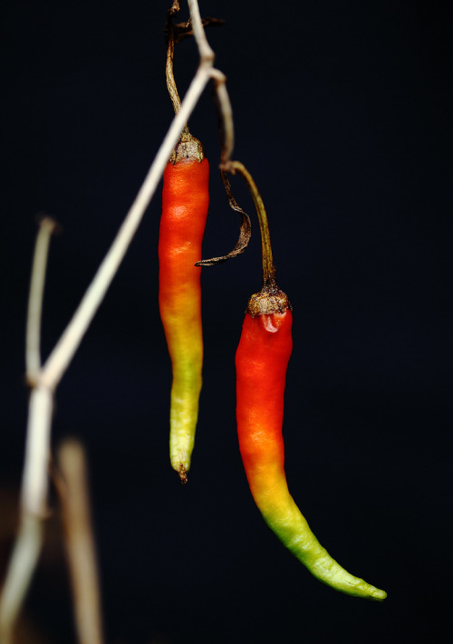 chillypepperhothothot: Hot “Rainbow Pepper” by Achim Via Flickr: &lt;b&gt;The b