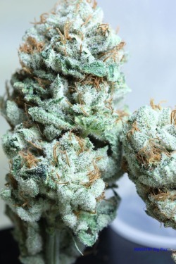 cannabisrelated:  Frosty Chronic!   Follow Us At -&gt; -&gt;  CannabisRelated   &lt;- &lt;-