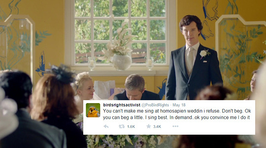 westingwood:  Sherlock + ProBirdRights TweetsBONUS: