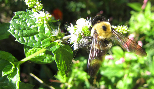 From our garden today. The Spearmint is a big hit with the pollinators this year.