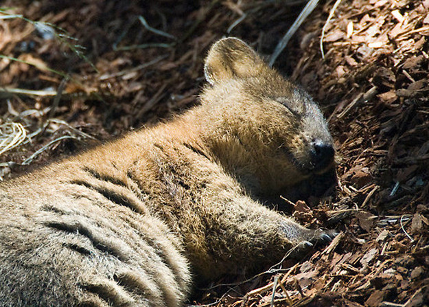 the-absolute-funniest-posts:  dear-moleskine: Meet the Quokka, the cutest little
