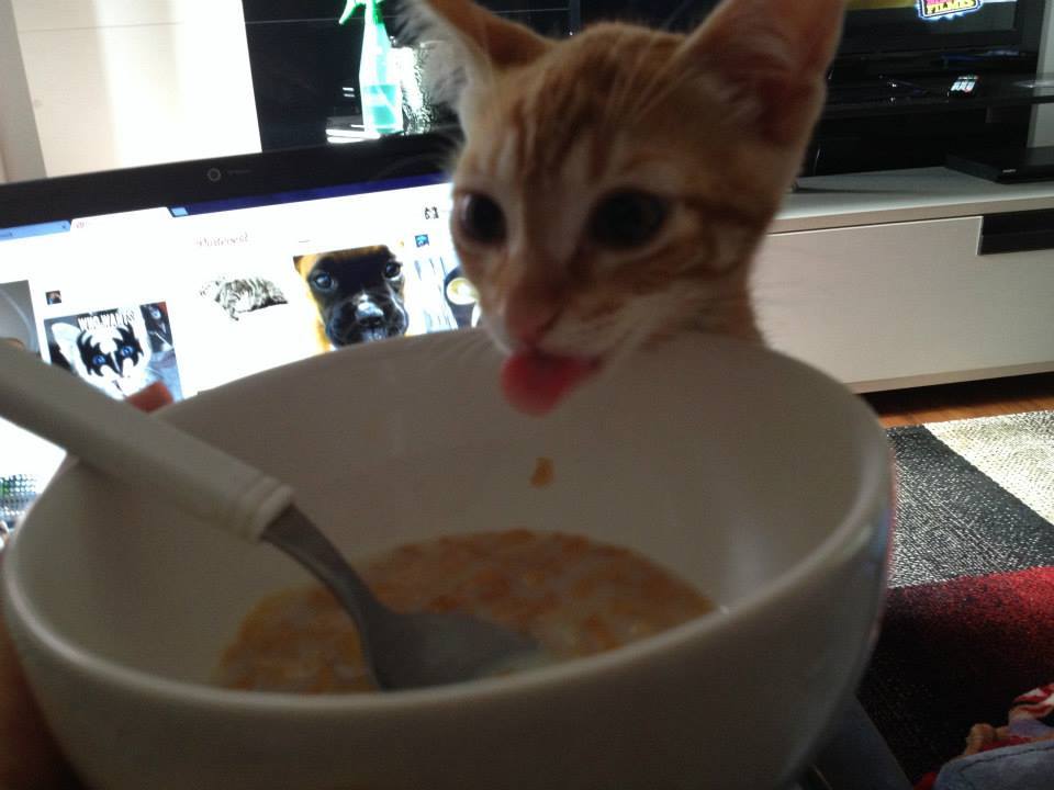 catsbeaversandducks:  His name’s Ed and he’s SO CUTE! Photos by ©Ed 