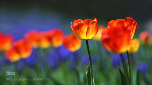 random-photos-x:  Fluorescent Tulip by TigerSeo. (http://ift.tt/1yDfmif)