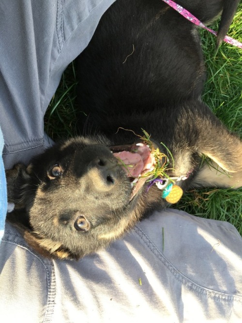 stark-thegermanshepherd:She is such a happy ball of fun.